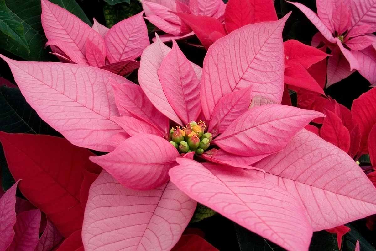 poinsettia cyathia bracts macro close-up