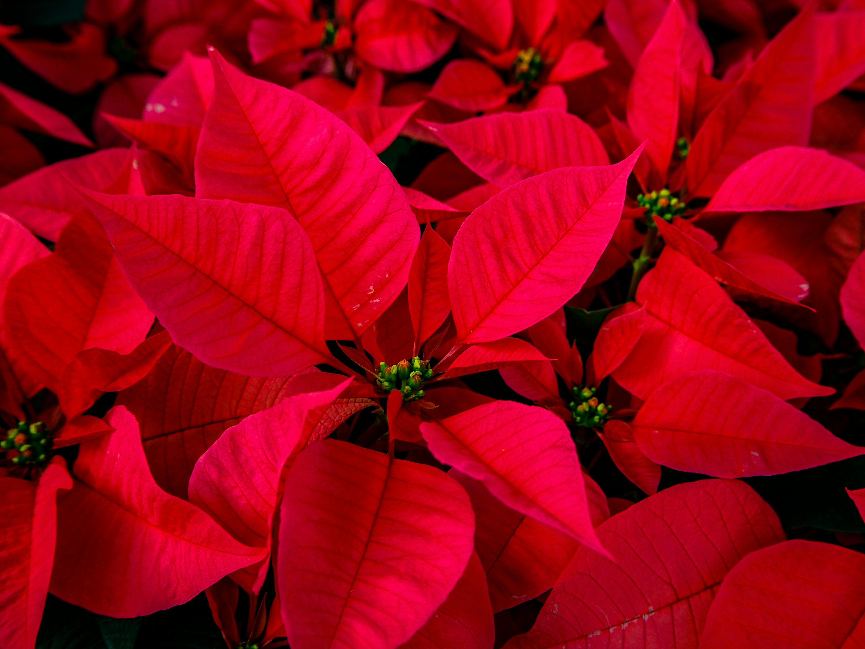 poinsettia cuttings greenhouse hands pruning