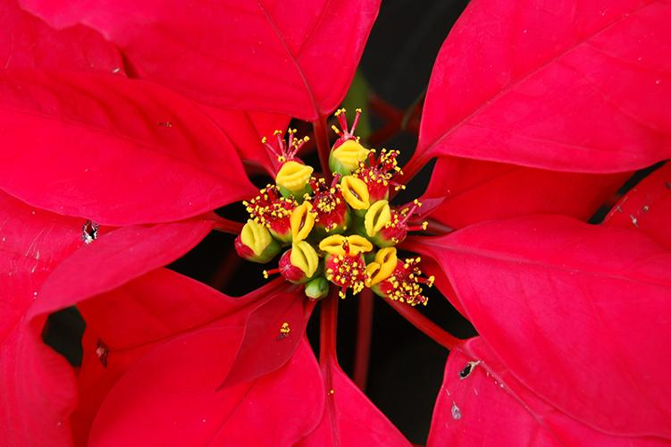 Shop Like a Grower: How to Pick Long-Lasting Poinsettias (Clue: Check the Tiny Yellow Centers!)