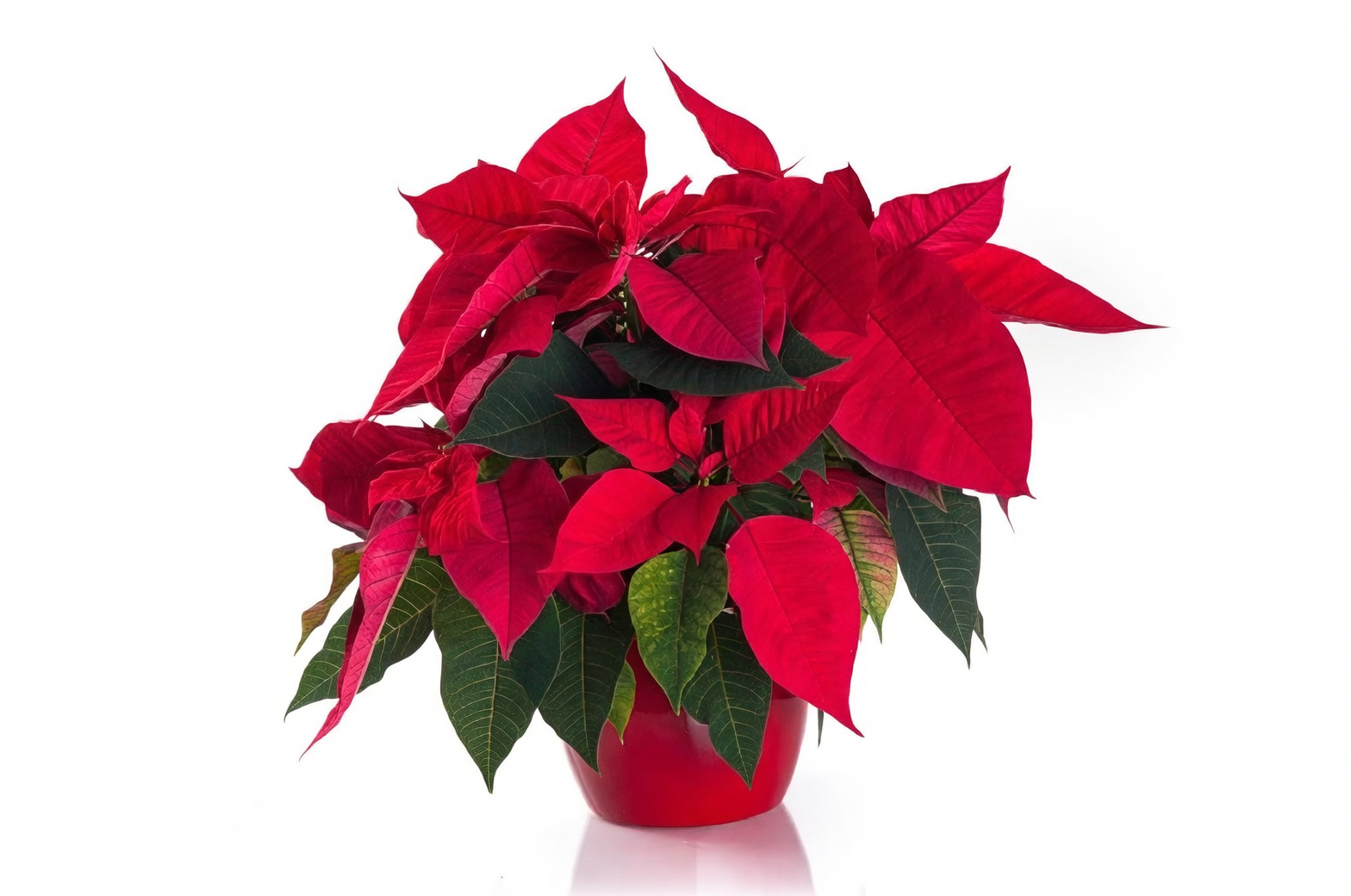 poinsettia dense leaves to base