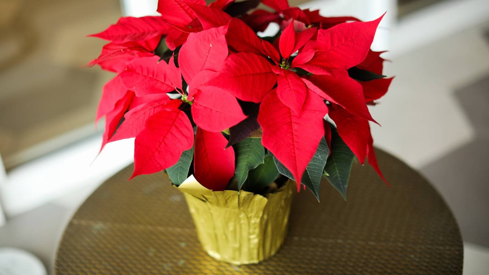 poinsettia pot foil drainage