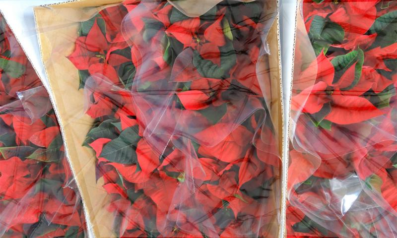 poinsettia wrapped paper winter car