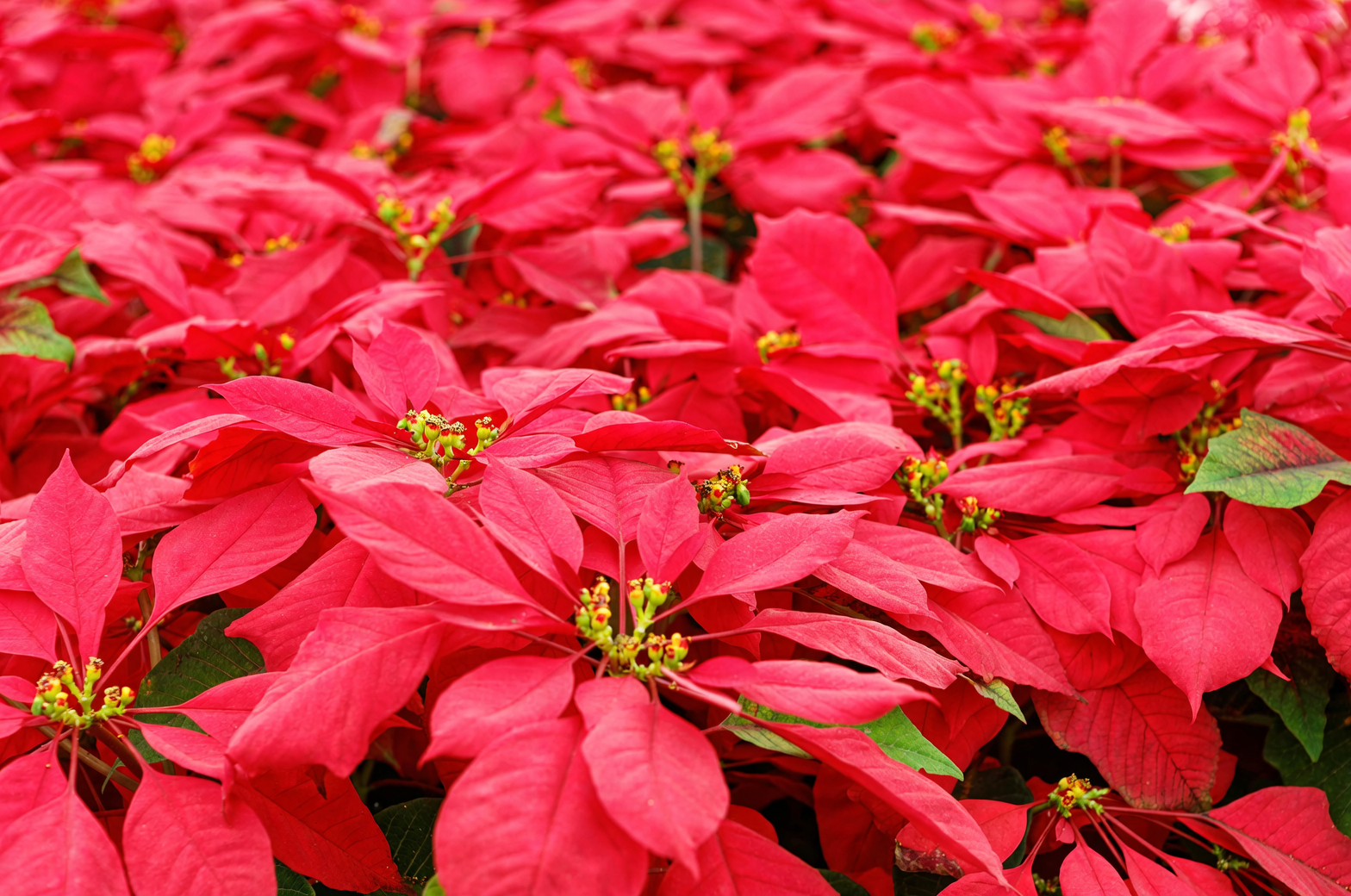 poinsettia red bracts close-up
