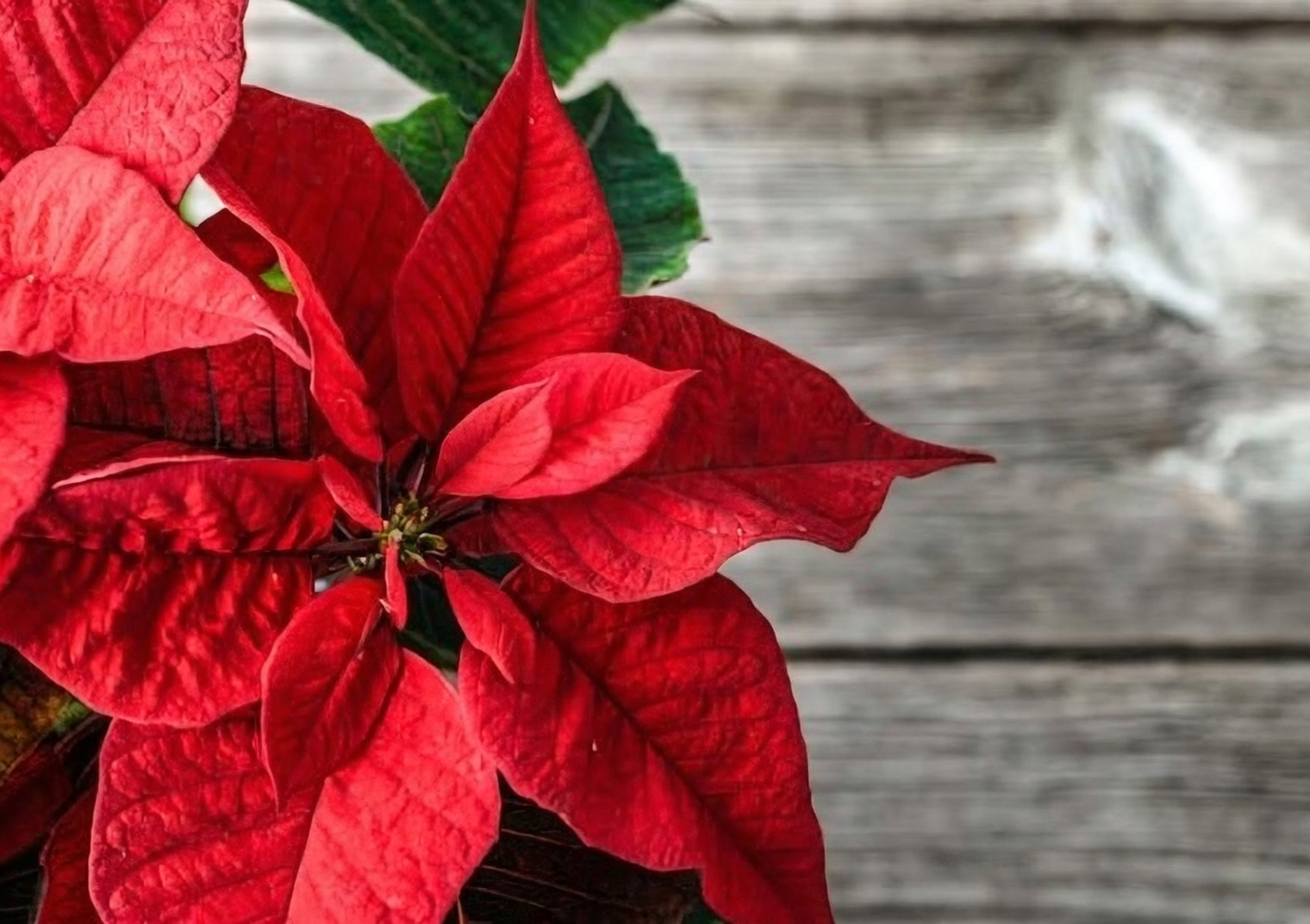 poinsettia night blackout box