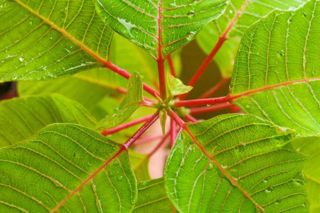 poinsettia pinching hands close-up