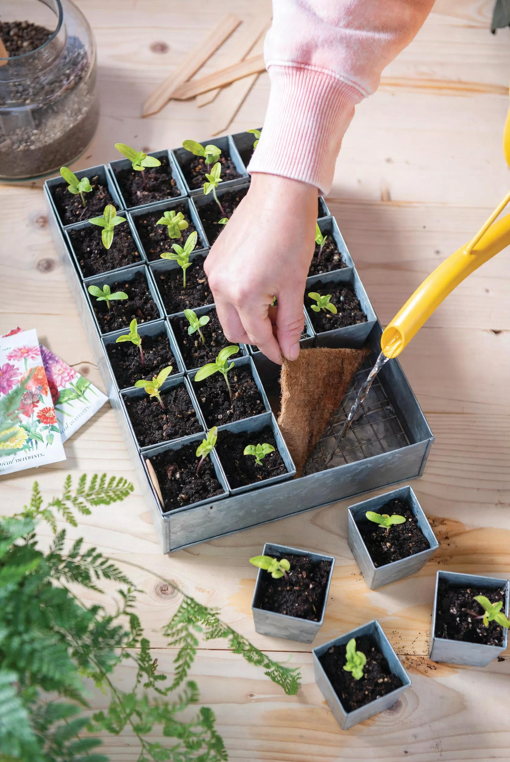 Multiply Your Lilies: Offsets, Scales, and Bulbils in a Hands-On Propagation Lab