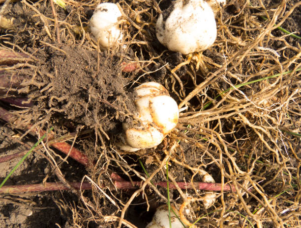 lily bulb cross section roots