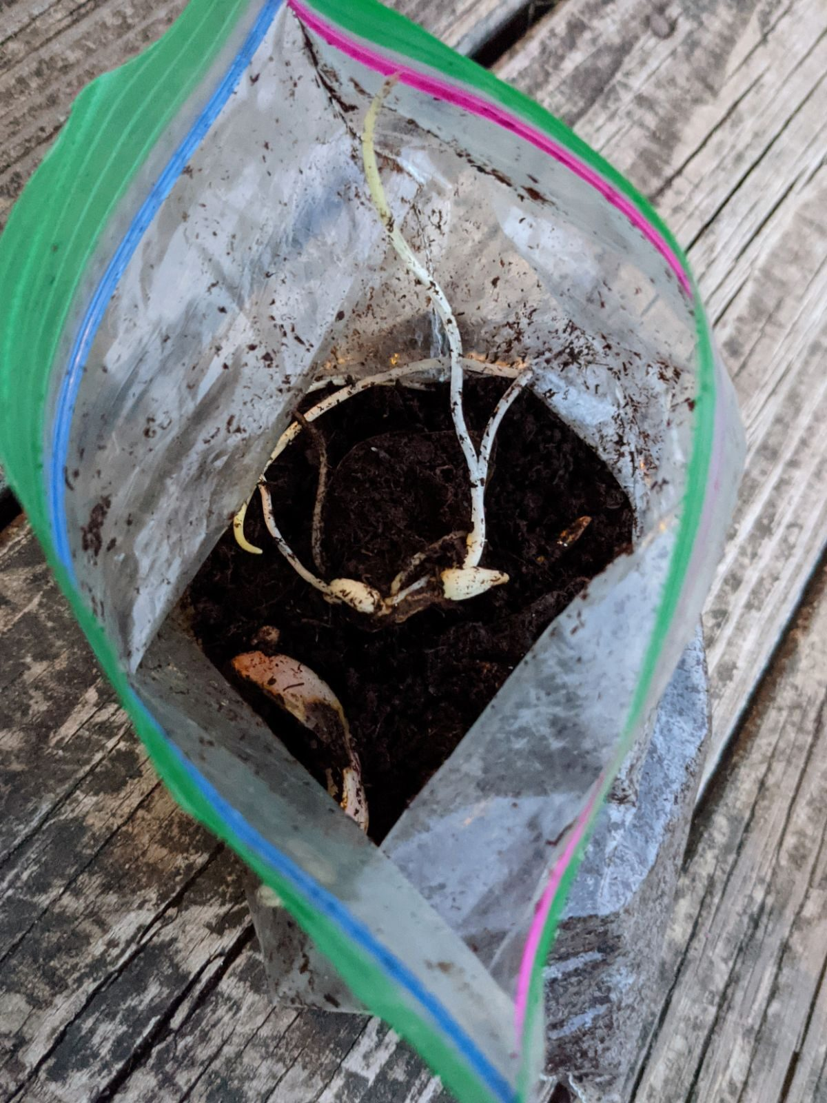 lily scale propagation zip bag