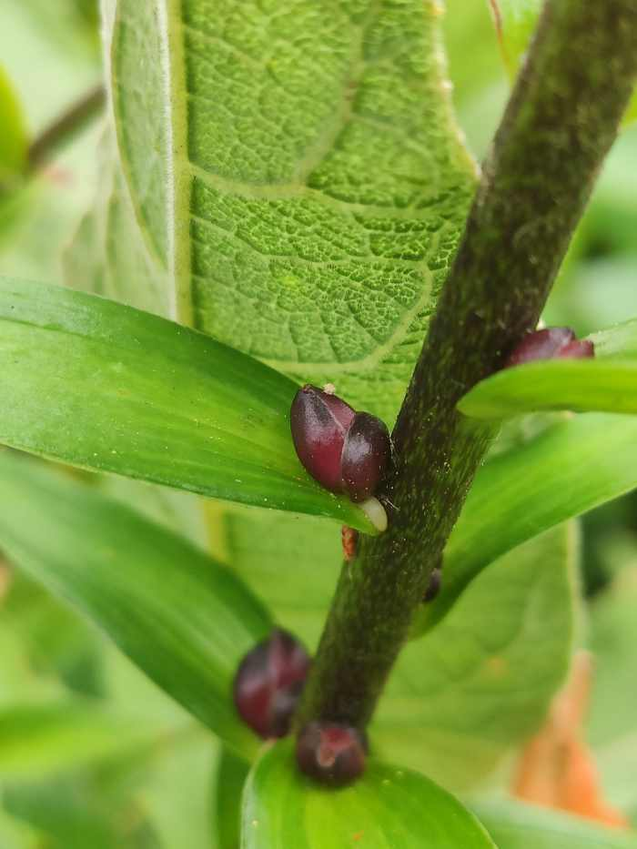 lily bulbils leaf axils close-up