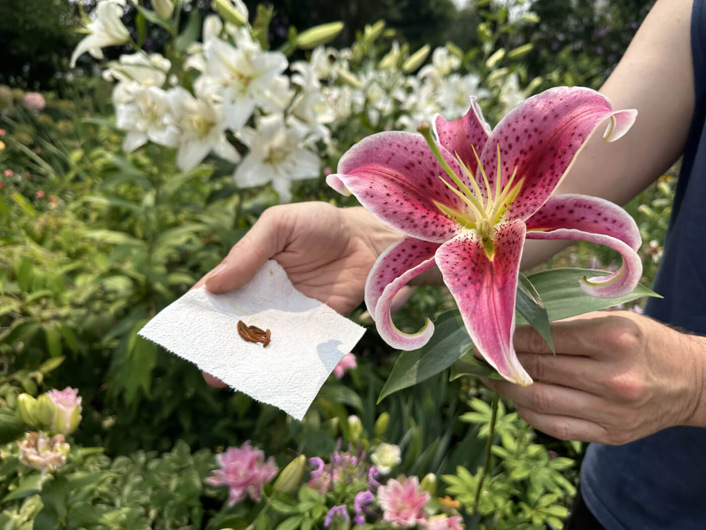 lily anther removal with tissue