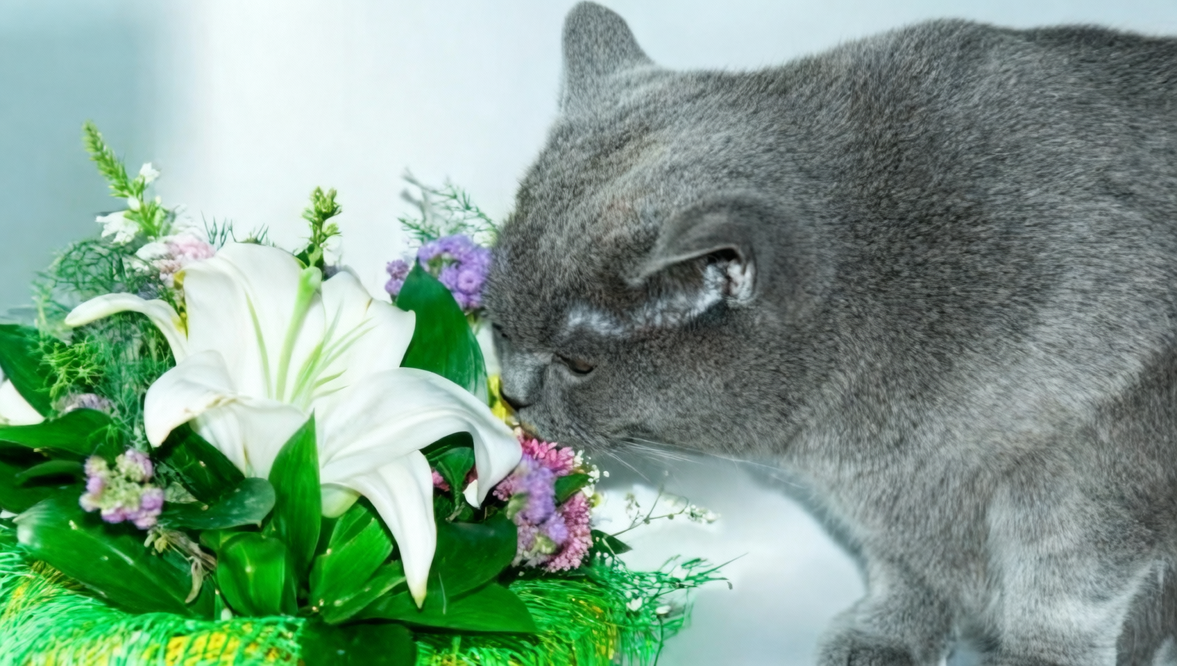cat near lily bouquet danger