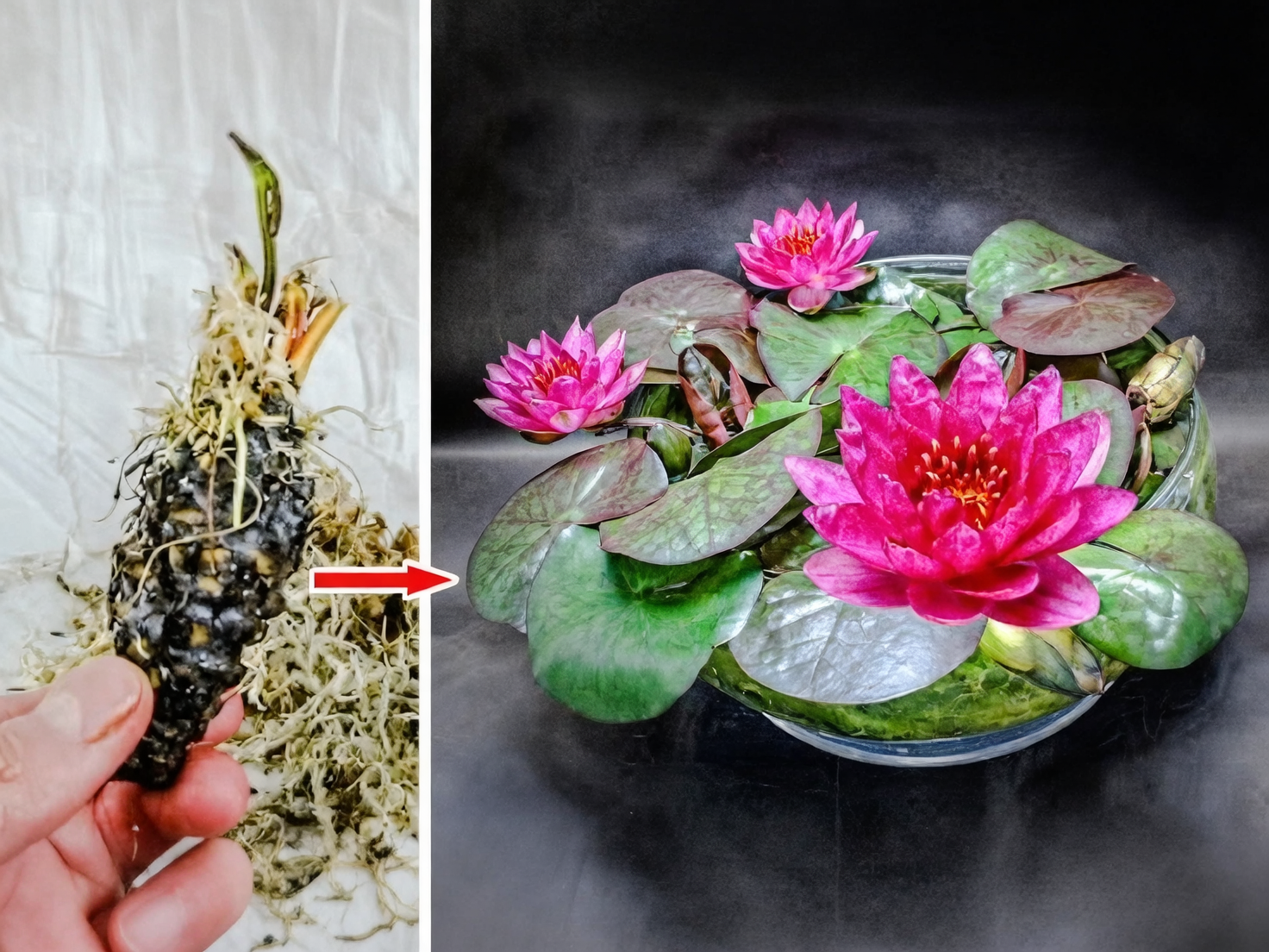 lily bulb soaking in water bowl