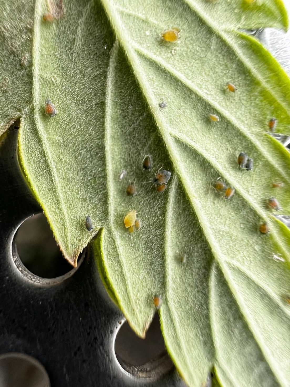 aphids on chamomile buds close-up