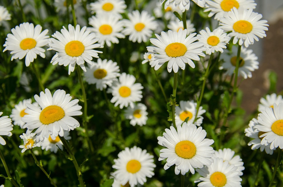 chamomile powdery mildew leaves close-up