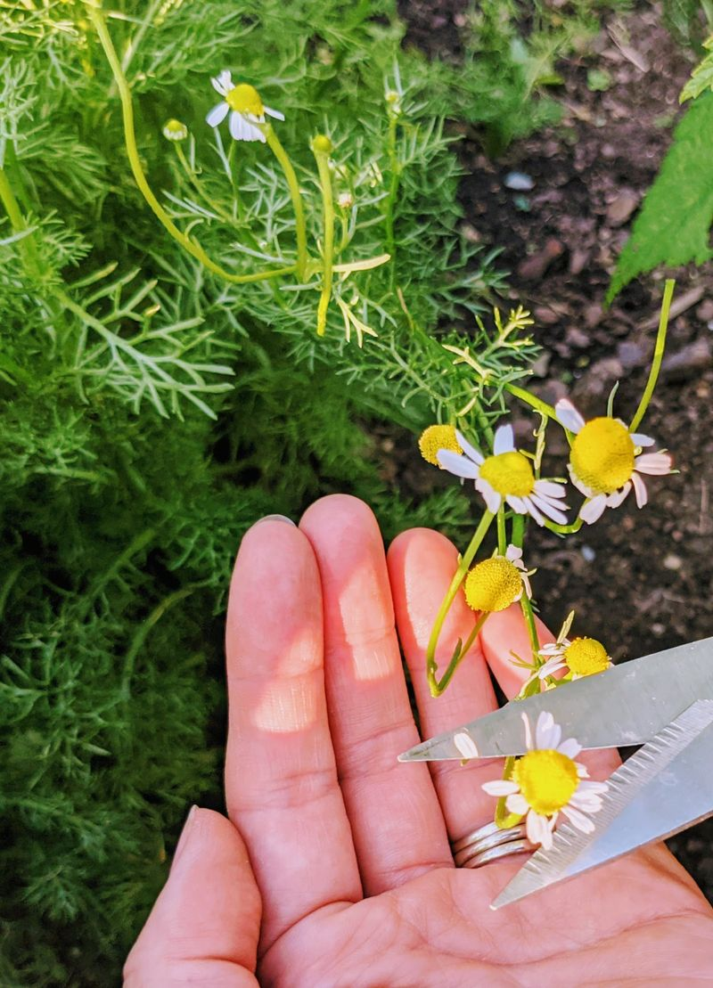 pruning leggy chamomile with shears