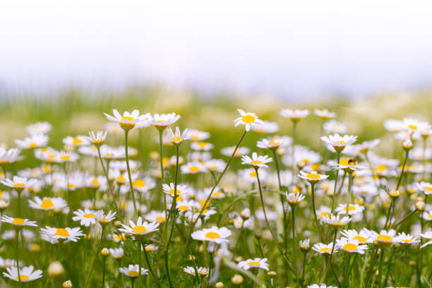 From “Ground Apple” to Blue Gold: The Journey of Chamomile Across Empires