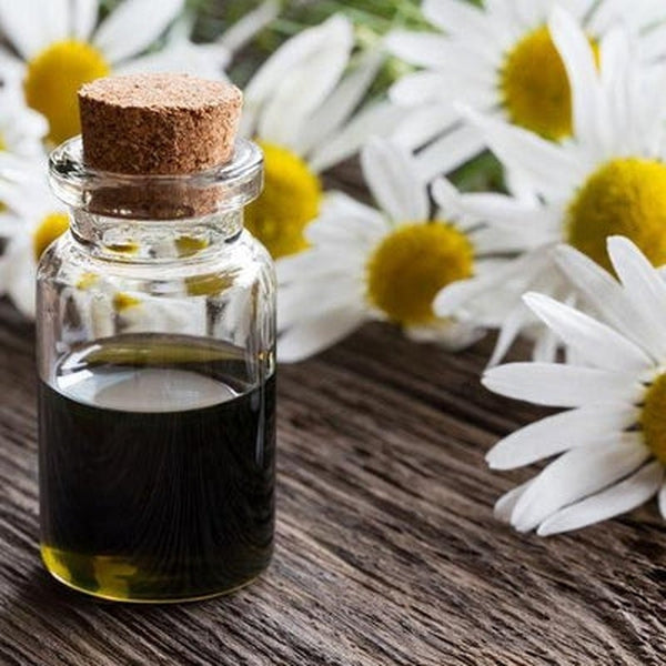German chamomile blue essential oil