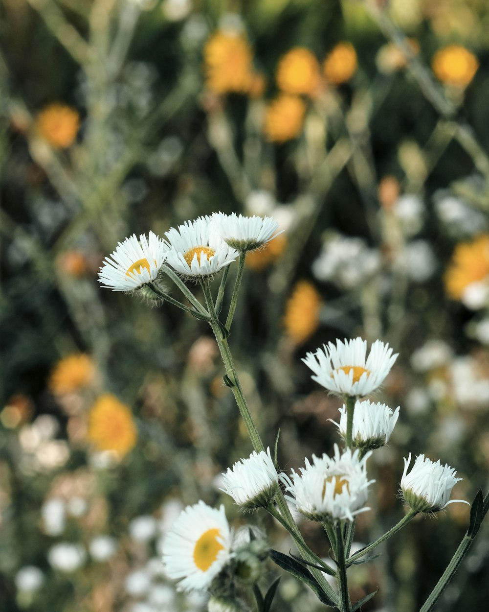 German chamomile hollow cone close-up