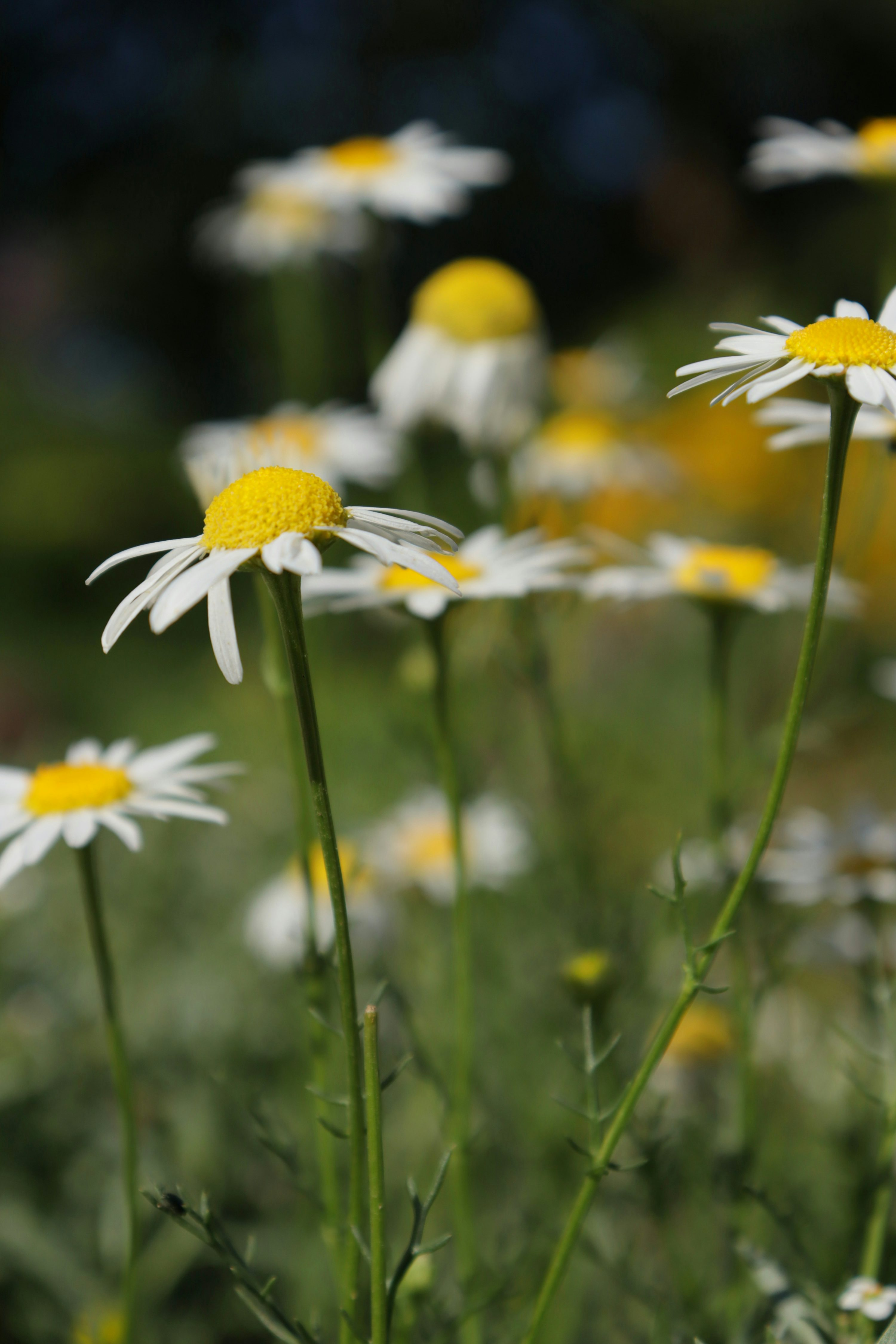 花语溯源：洋甘菊为何象征安慰与逆境的力量？从维多利亚花语到日本花言叶