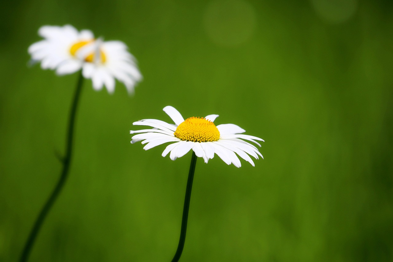german vs roman chamomile plants