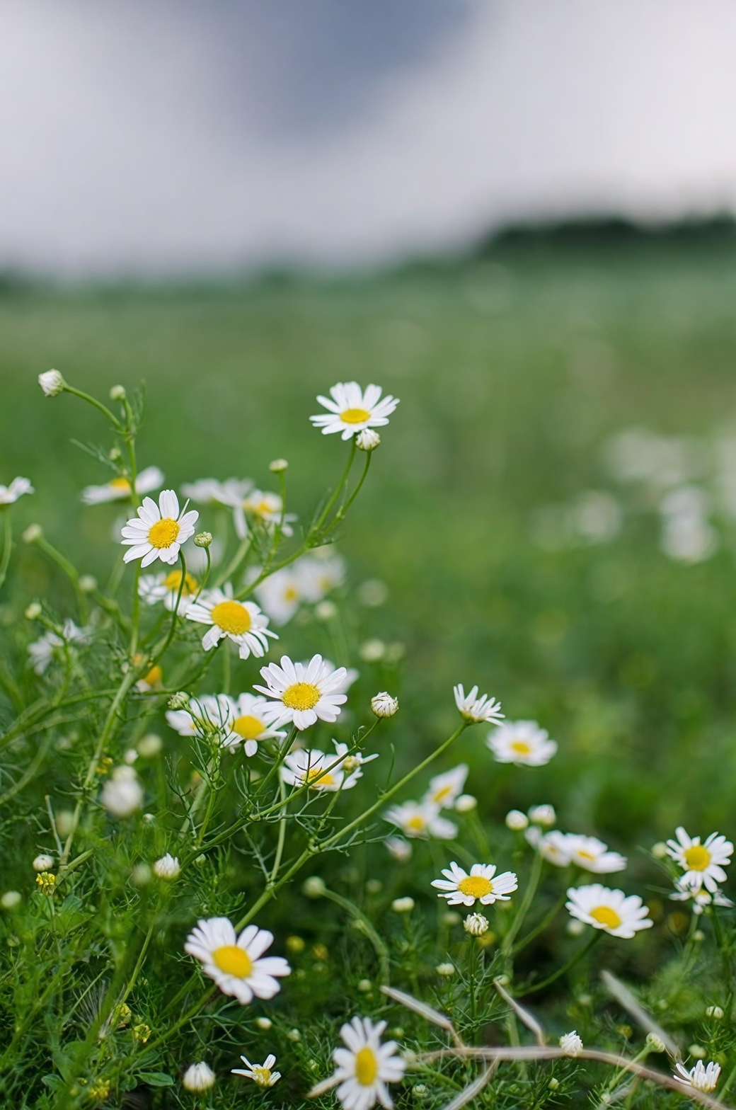 chamomile groundcover garden path feet