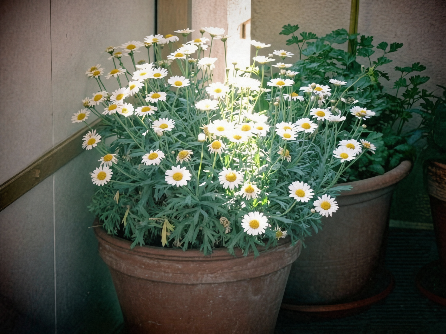 potted chamomile balcony sunlight