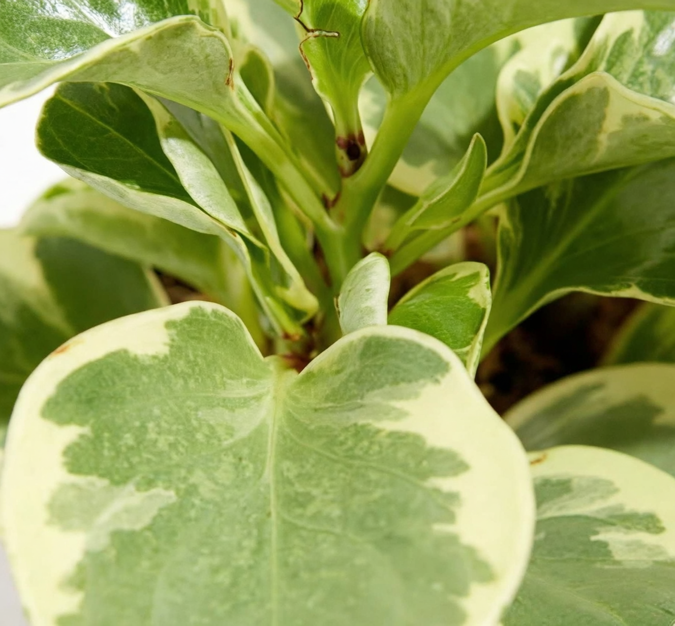 baby rubber plant insecticidal soap spray