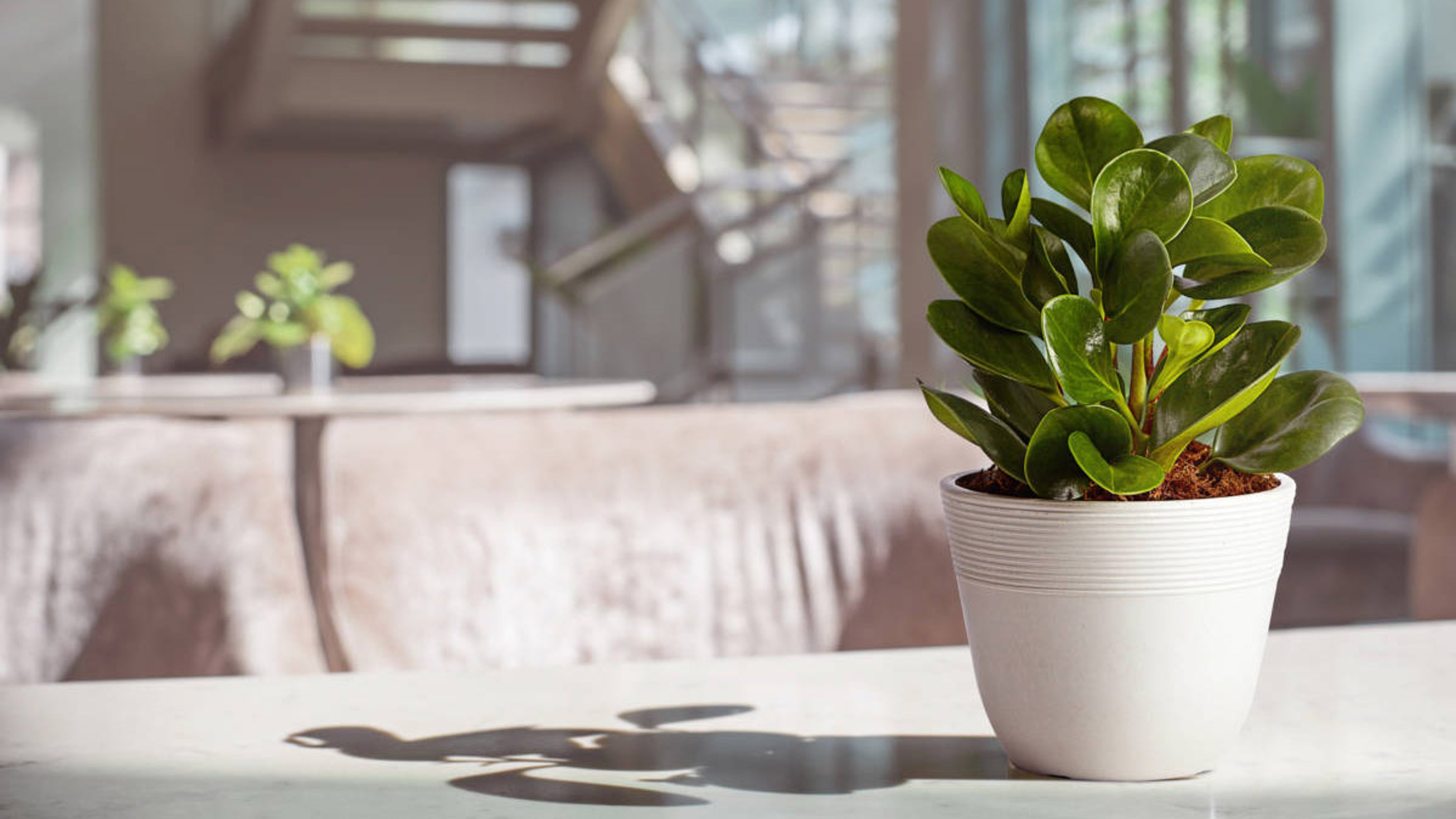From Brazilian Forest Floors to Radiator Chic: The Journey of Peperomia obtusifolia