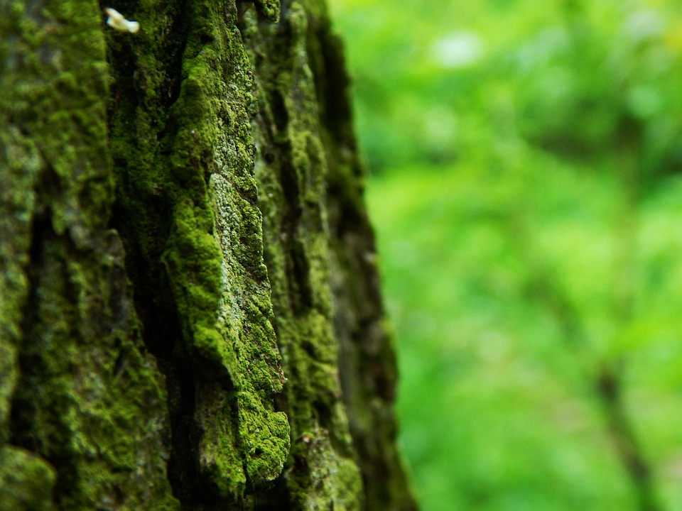 peperomia obtusifolia on rainforest tree bark