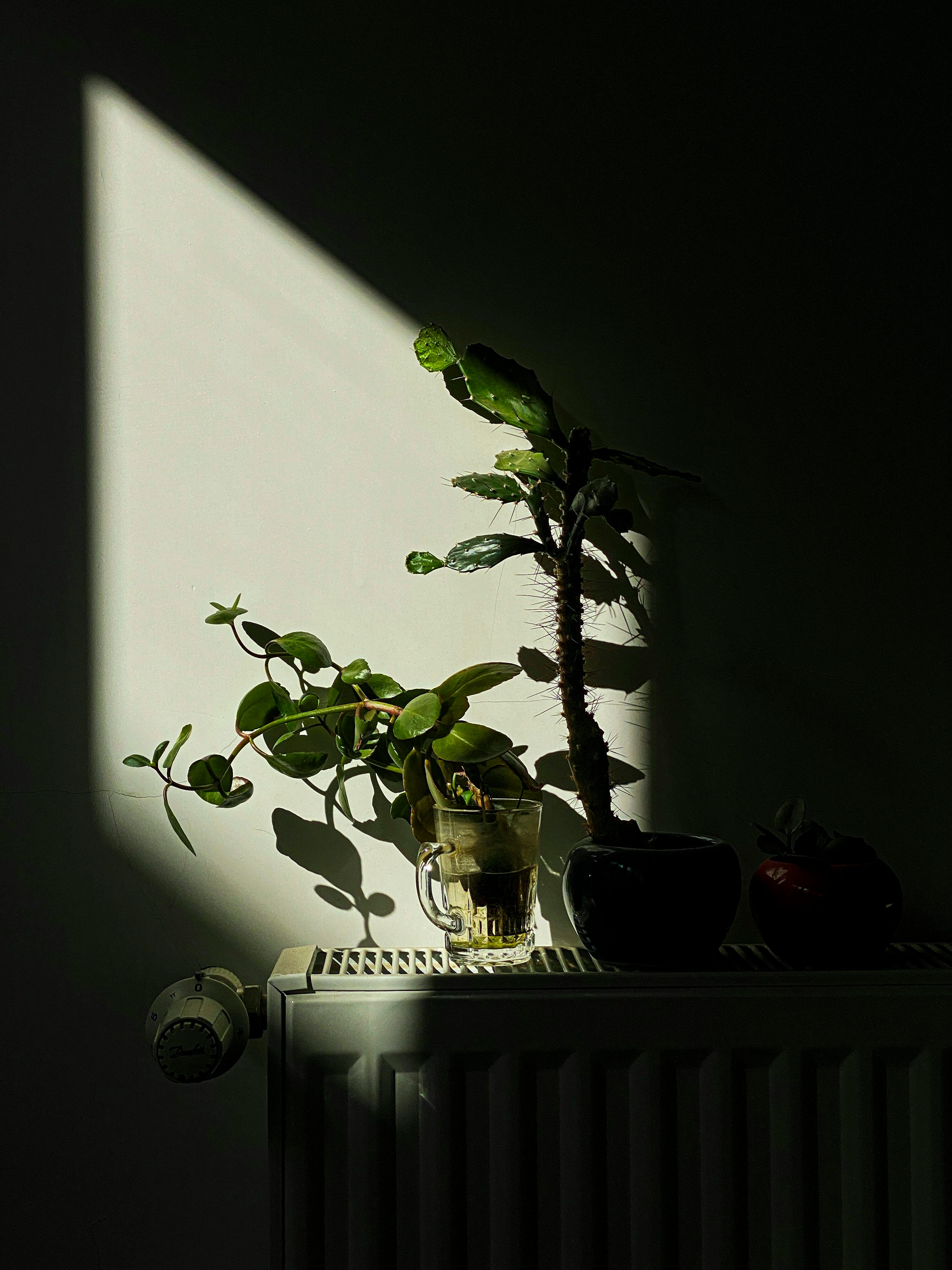 baby rubber plant windowsill above radiator
