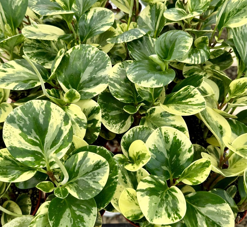 variegated peperomia obtusifolia leaves close-up