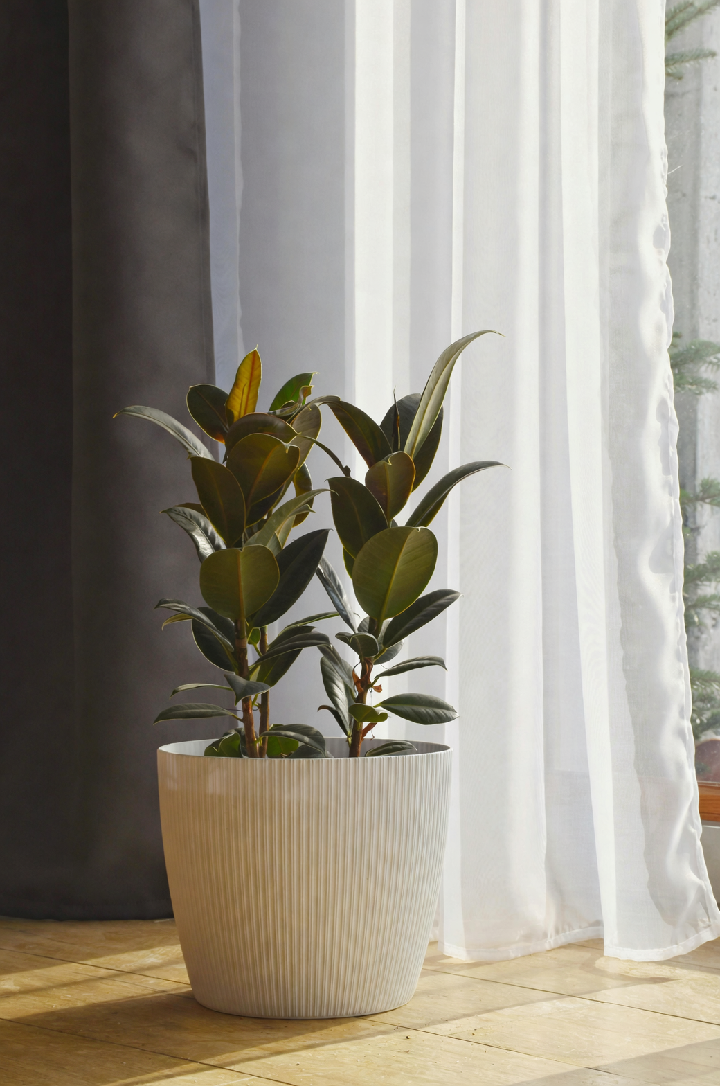 Rat-Tail Blooms and Other Quirks: 7 Things You Didn’t Know About the Baby Rubber Plant