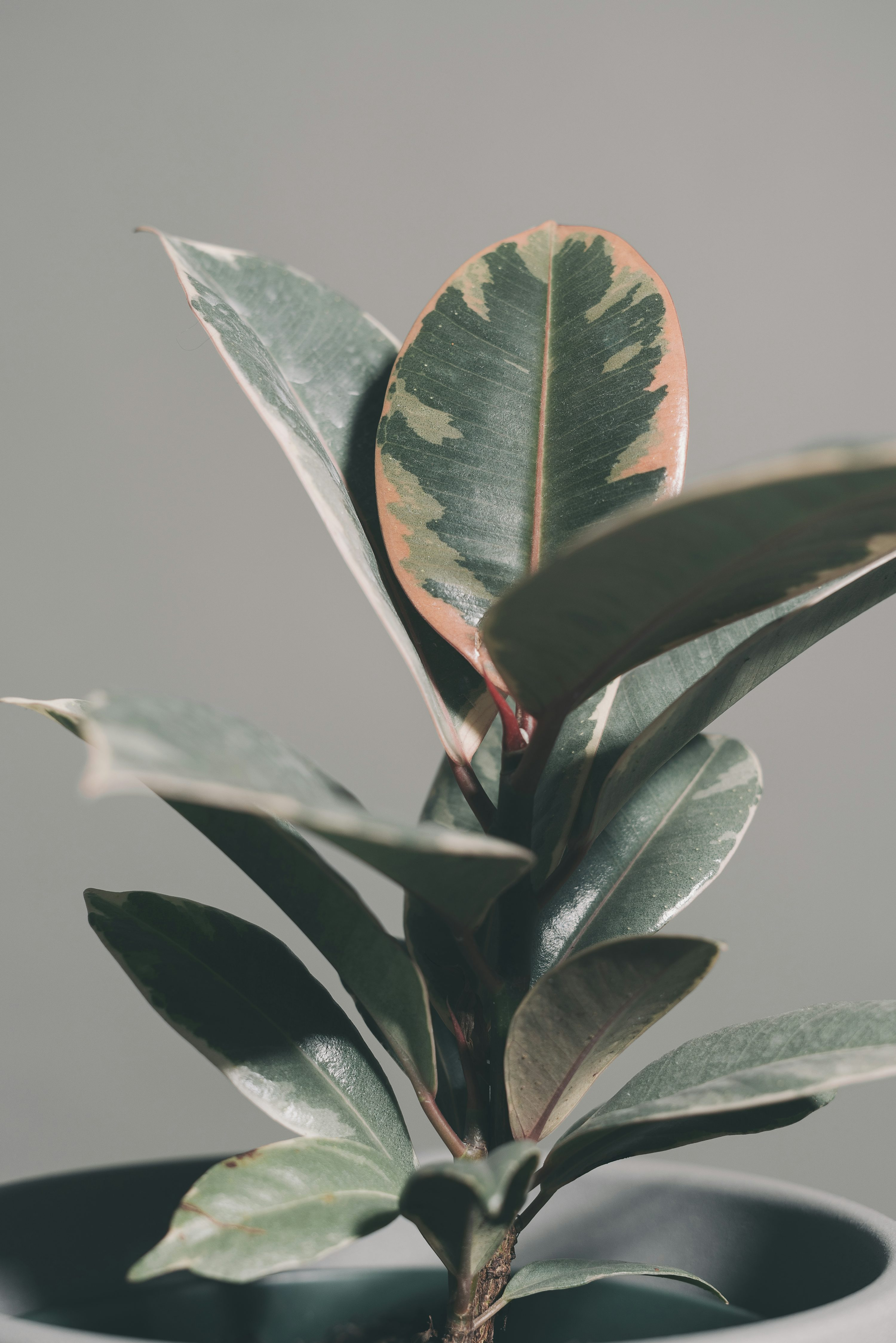 baby rubber plant leaf close-up