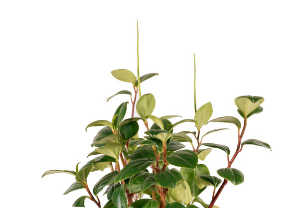 peperomia obtusifolia with watermelon peperomia