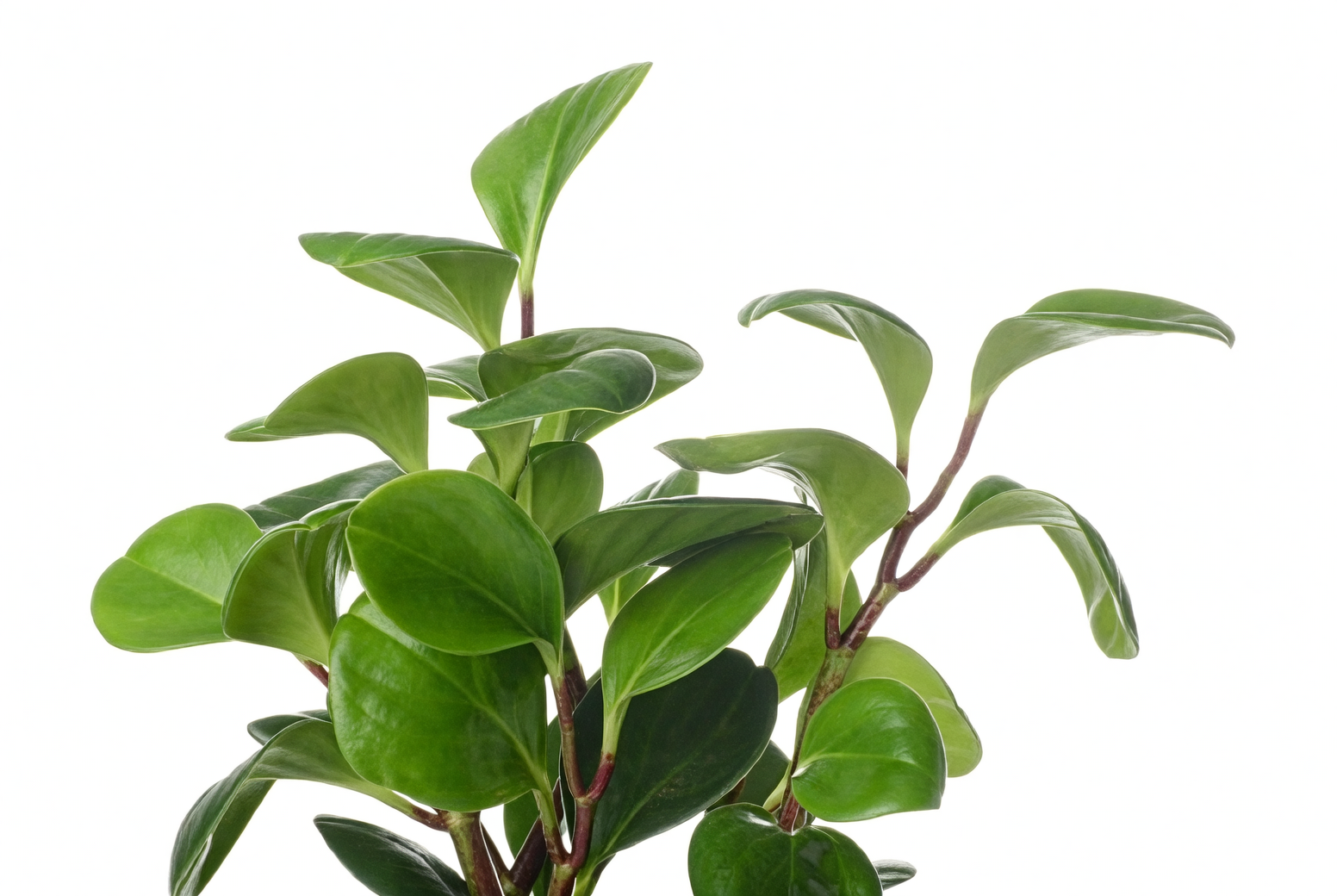 baby rubber plant leaf close-up