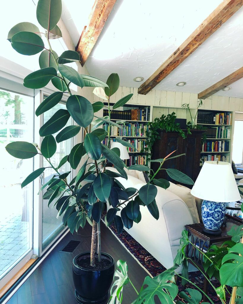 baby rubber plant on bookshelf living room