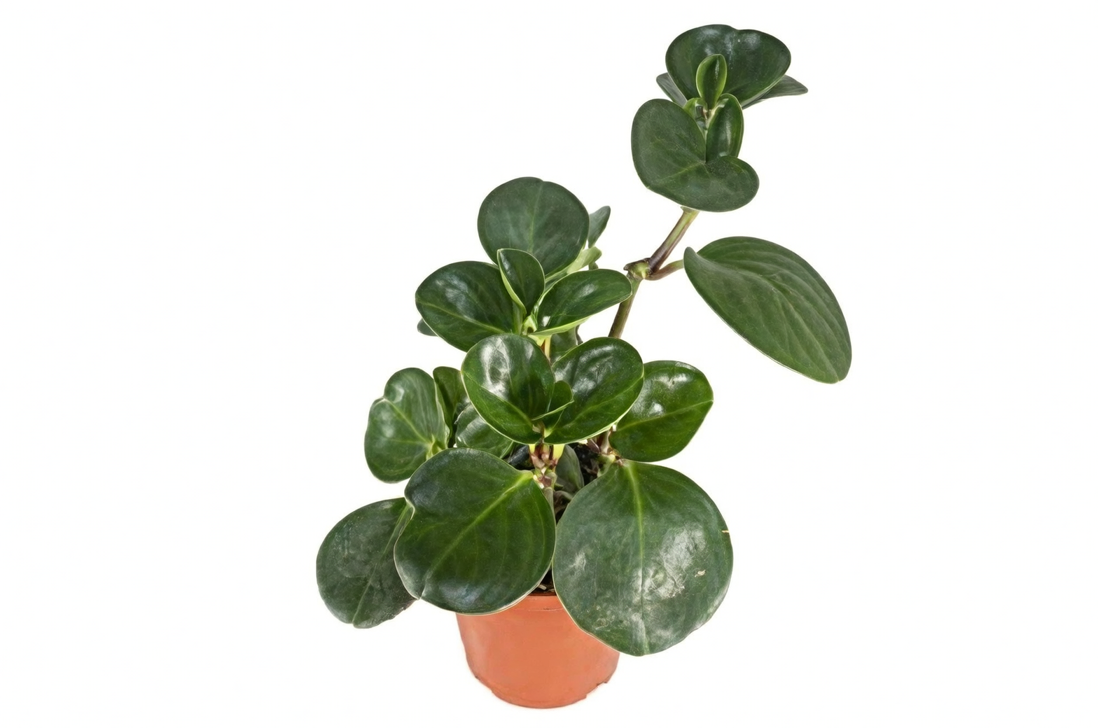 baby rubber plant office gift