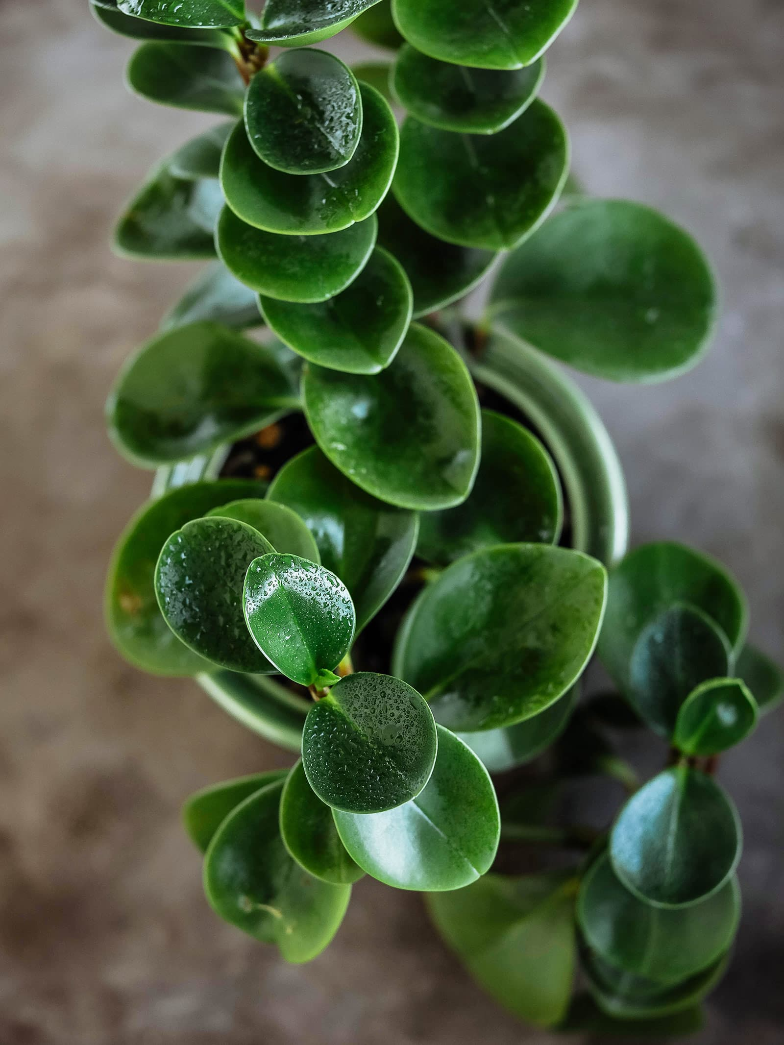 baby rubber plant leaf propagation