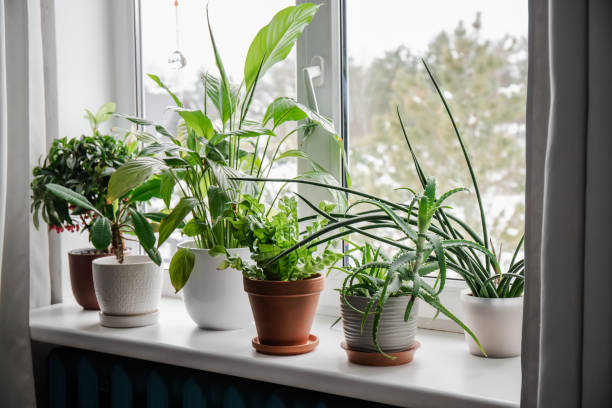 Propagation Speedrun: Leaf and Stem Cuttings That Root in Weeks, Not Months