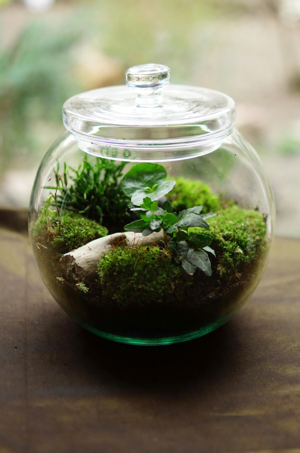 peperomia obtusifolia water rooting jar