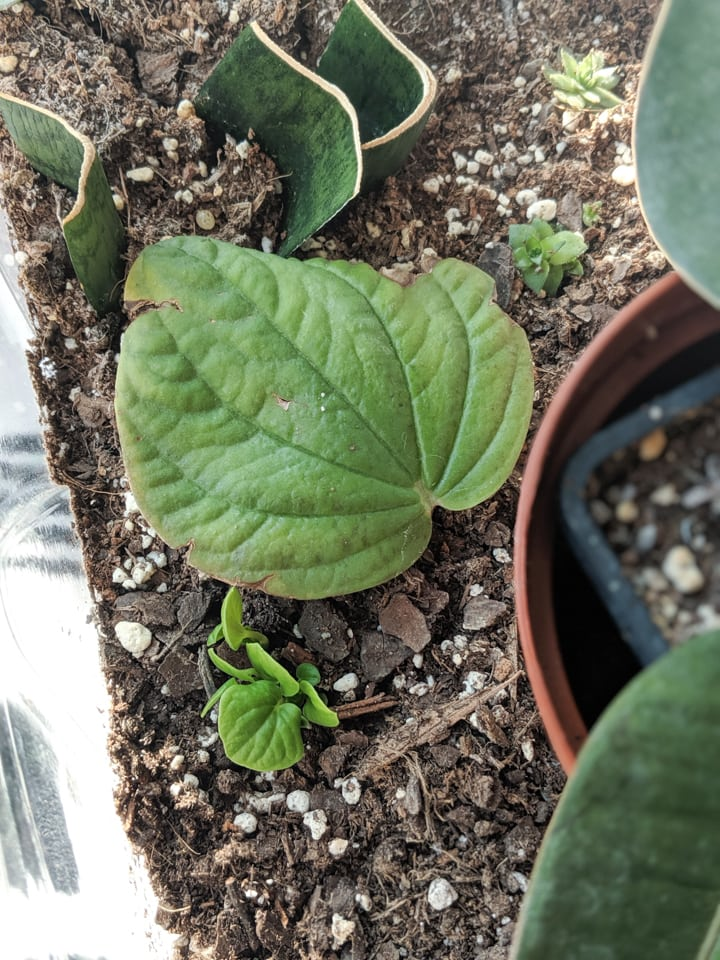 peperomia obtusifolia leaf cutting plantlets