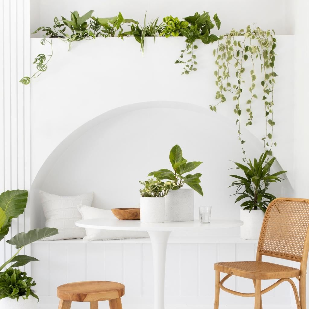 Desk-Sized Jungle: Styling Variegated Peperomia for Small Spaces and Big Impact