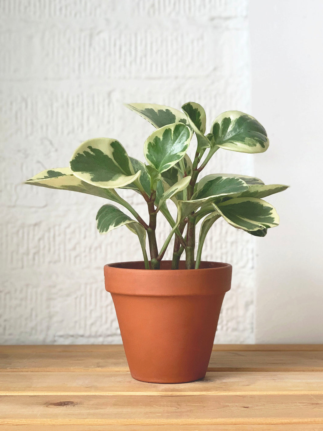 peperomia obtusifolia matte terracotta close-up