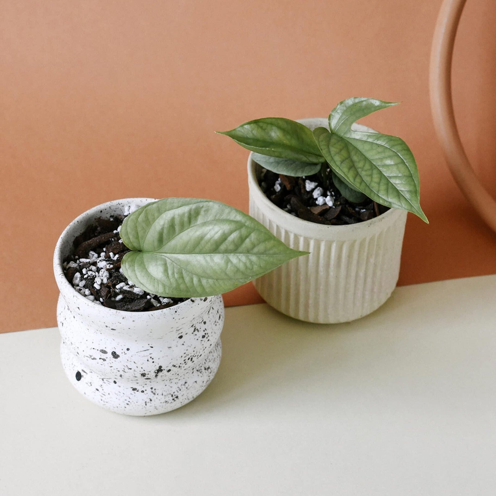 peperomia obtusifolia shelf riser styling