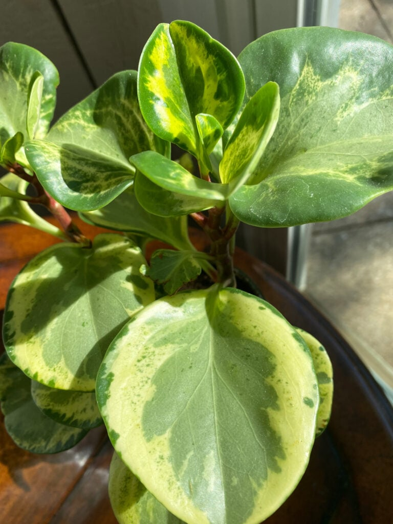Keep the Cream: The Science of Variegation and How Not to Fade Your Peperomia