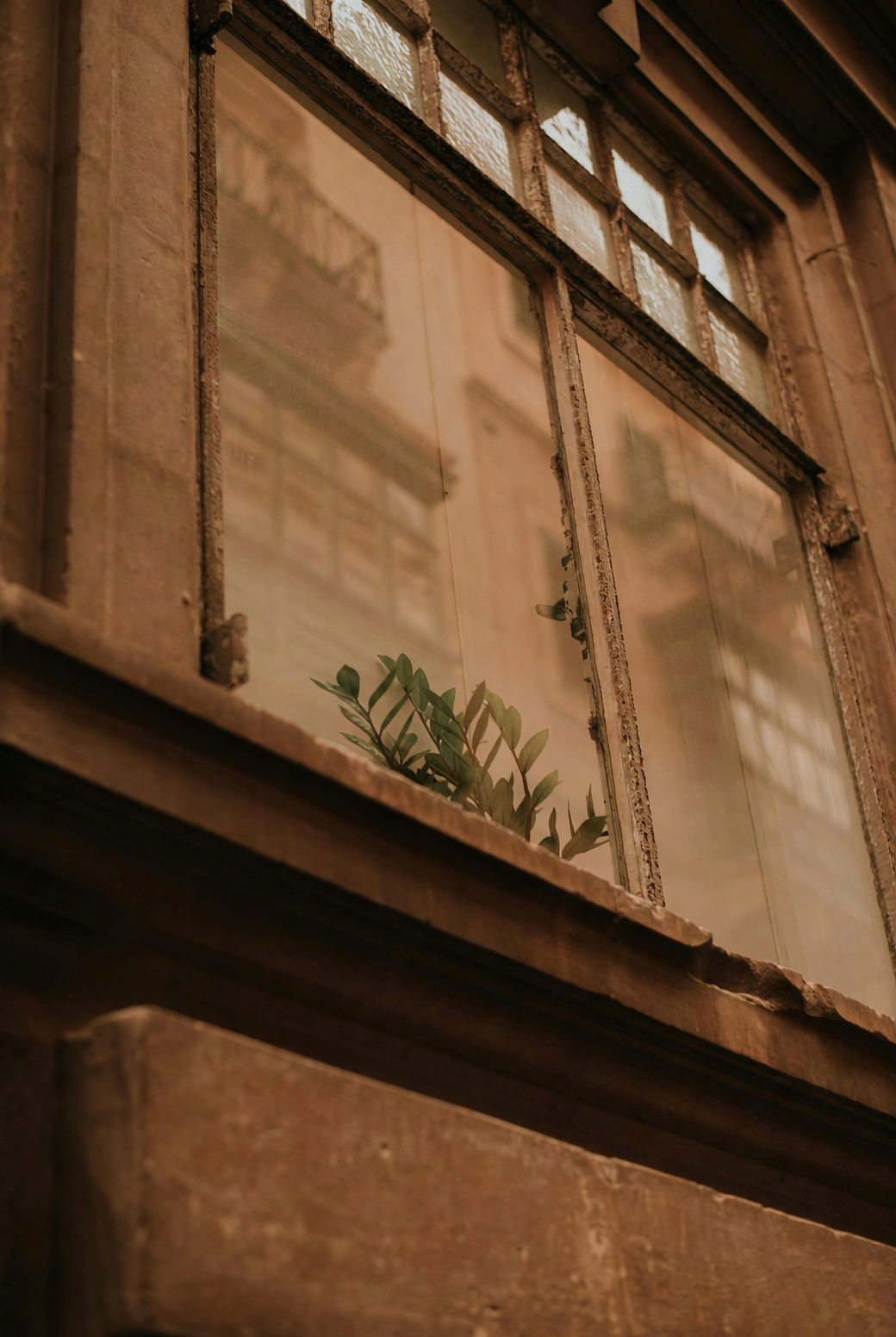 peperomia obtusifolia east window light