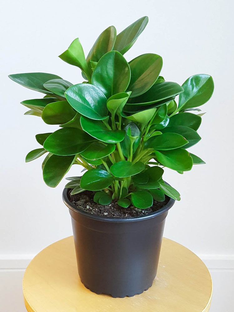 peperomia obtusifolia pruning green stem