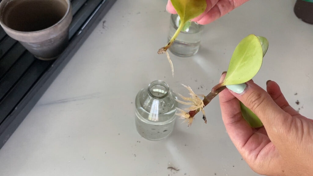 peperomia obtusifolia stem cuttings rooting