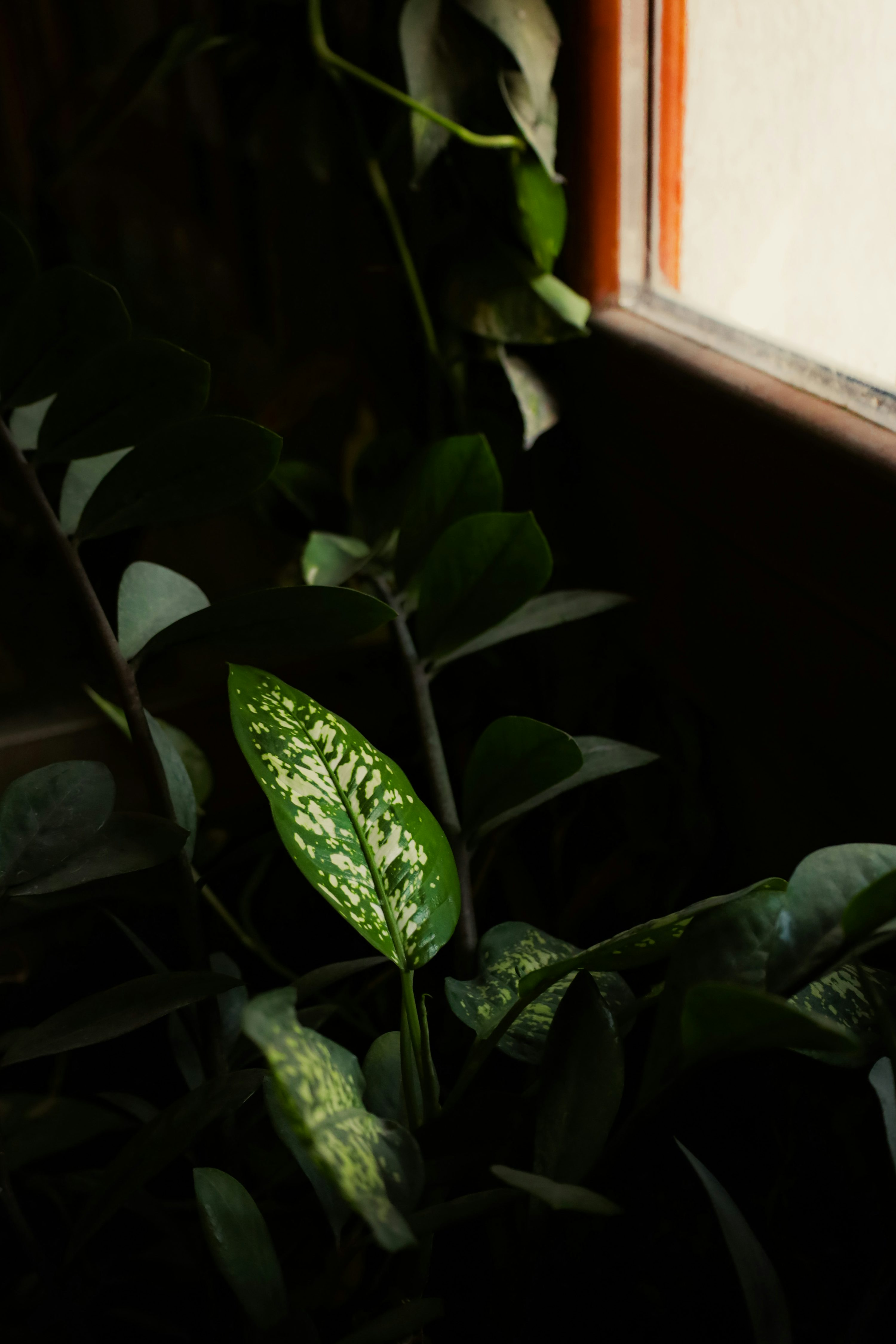 baby rubber plant east window