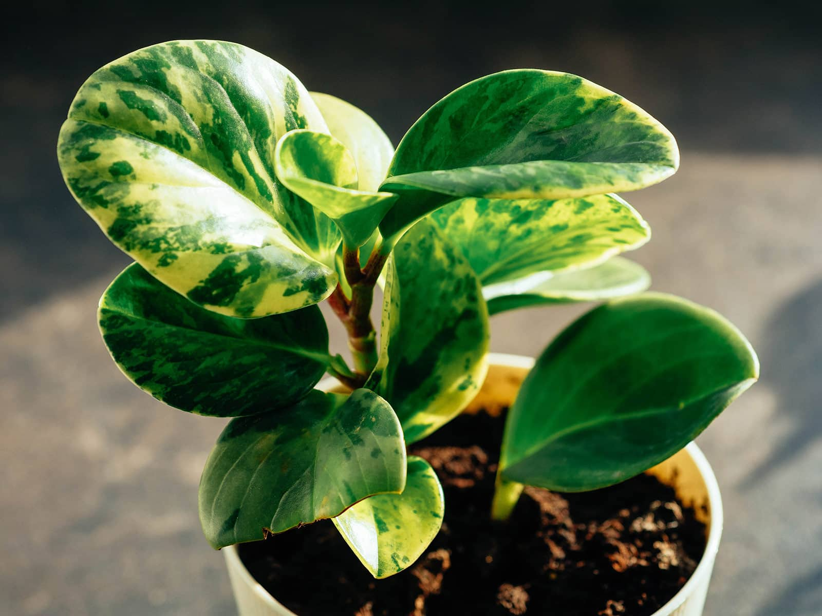 Roommates That Thrive Together: Best Houseplant Companions for Peperomia’s Light and Water Rhythm